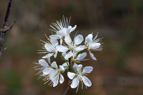 {Prunus americana}